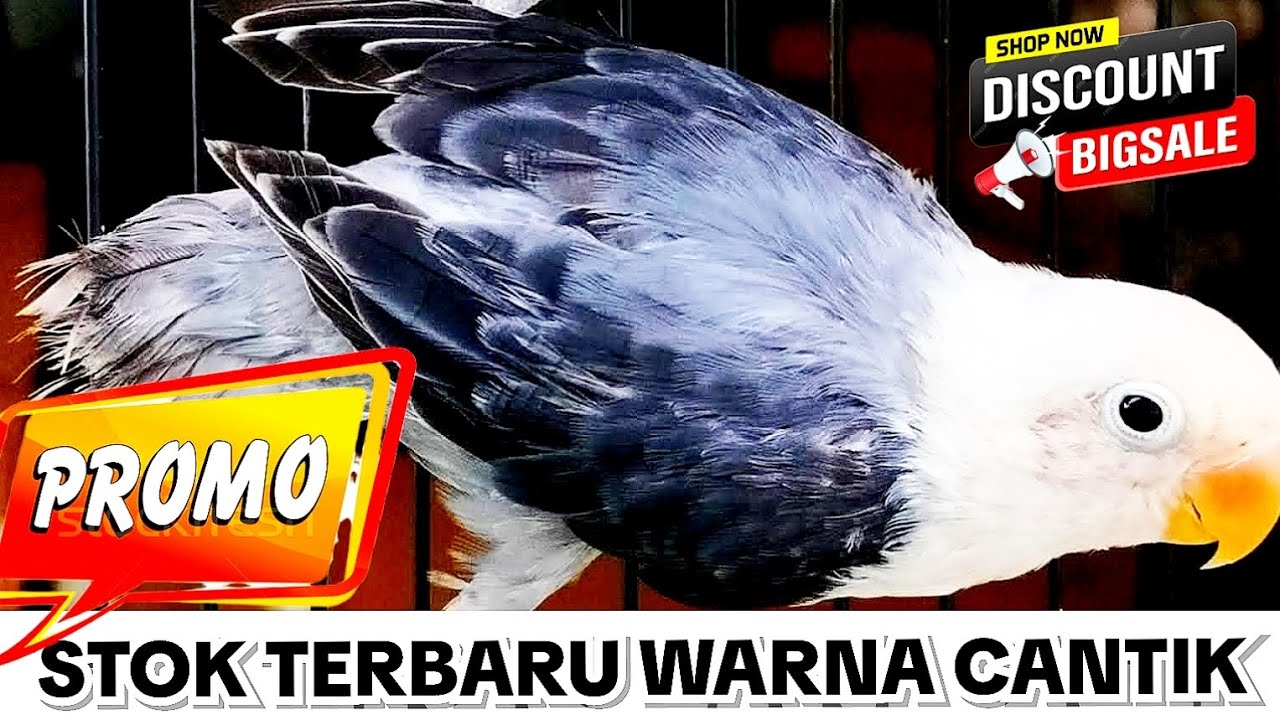 SPESIAL PROMO LOVEBIRD WARNA CANTIK SIAP PRODUK