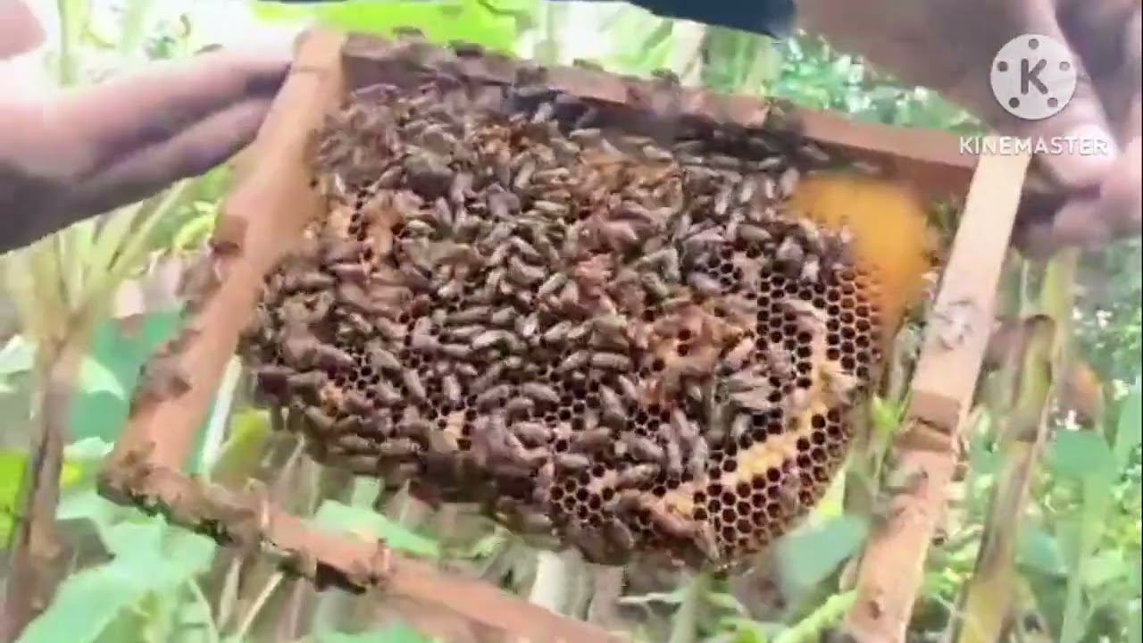 Madhu makhi palan!mahu machi chasa kemiti karibe! Bhala mahu kauthu paibe .