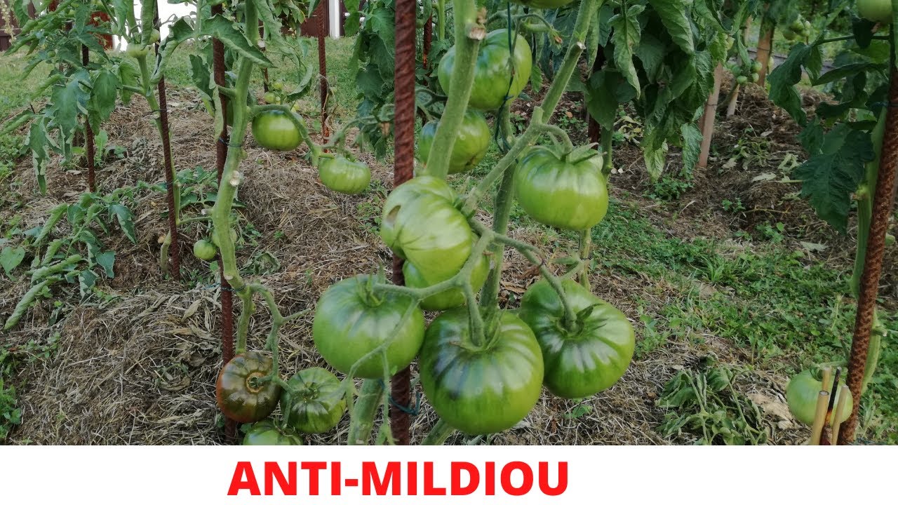 Un ANTI-MILDIOU fait maison (et qui marche!)
