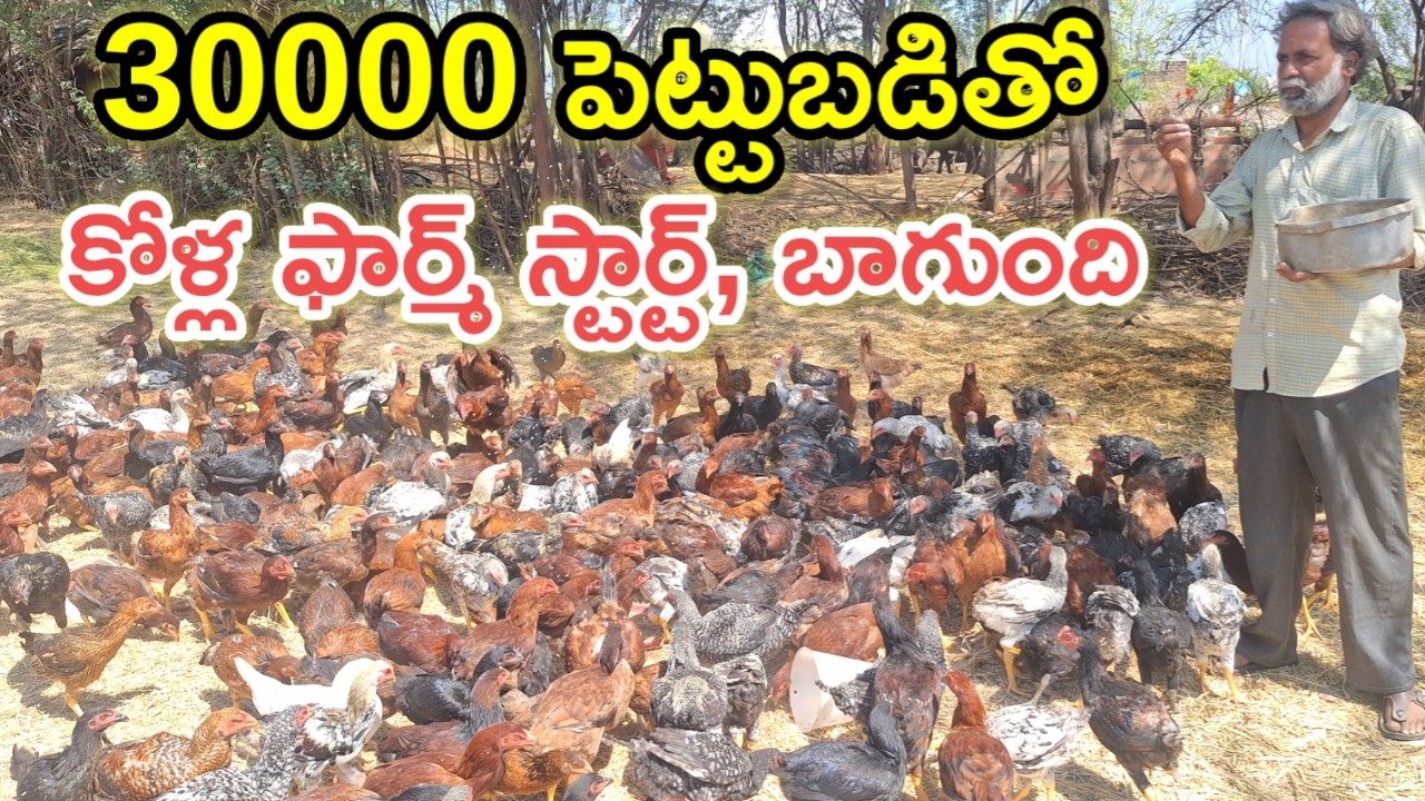 30000 పెట్టుబడి తో స్టార్ట్ చేశా SHG kolla farm @MalleshAdla