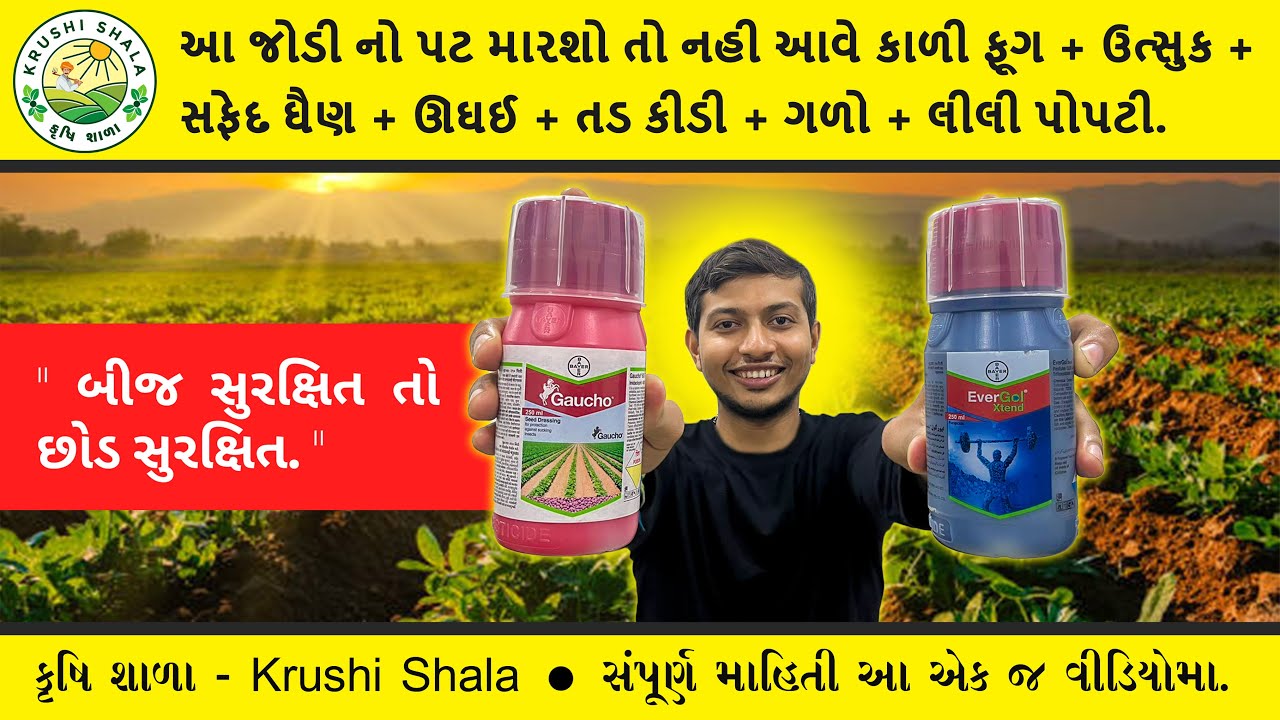 મગફળીમા કાળી ફૂગ,સફેદ ઘૈણ, ચુસીયા જીવાત નુ સચોટ નિયંત્રણ. (Bayer EverGol Xtend + Gaucho)