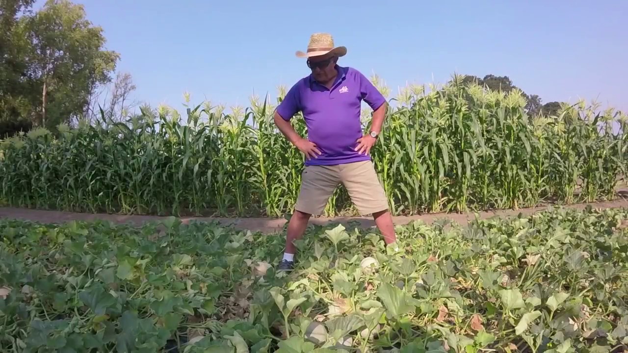 Jack's Backyard: Growing Cantaloupe