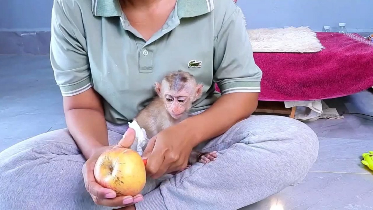 Have a nice time Bananas and apples for breakfast for both monkeys