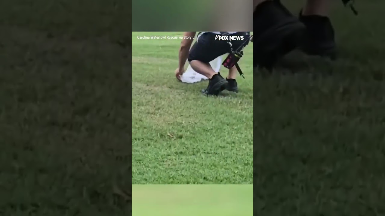 Mama duck RUSHES to her baby after firefighters saved it from storm drain #foxnews #news #us #fox
