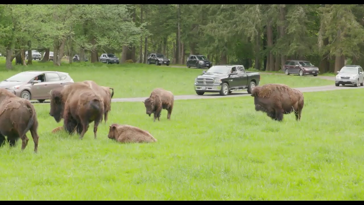 New Wild Drive Premier Tour