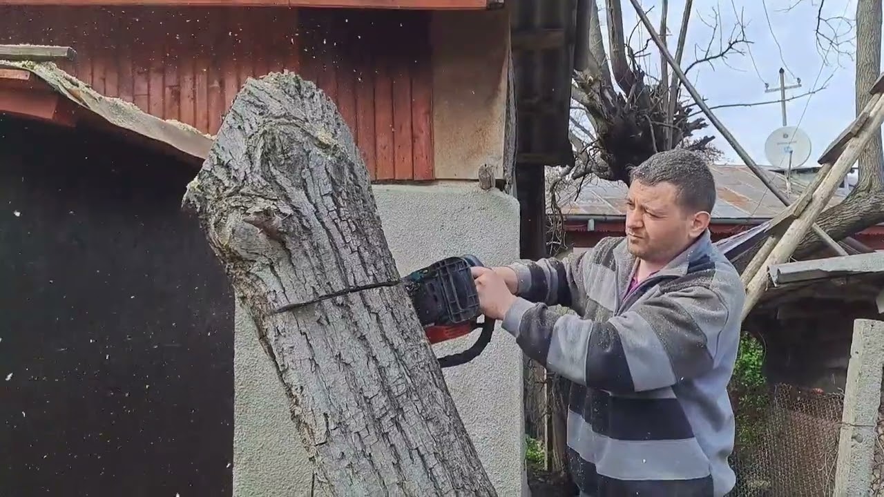 Punem la treabă drujba Micul Pădurar 5200 tăiem nucul de lângă casă