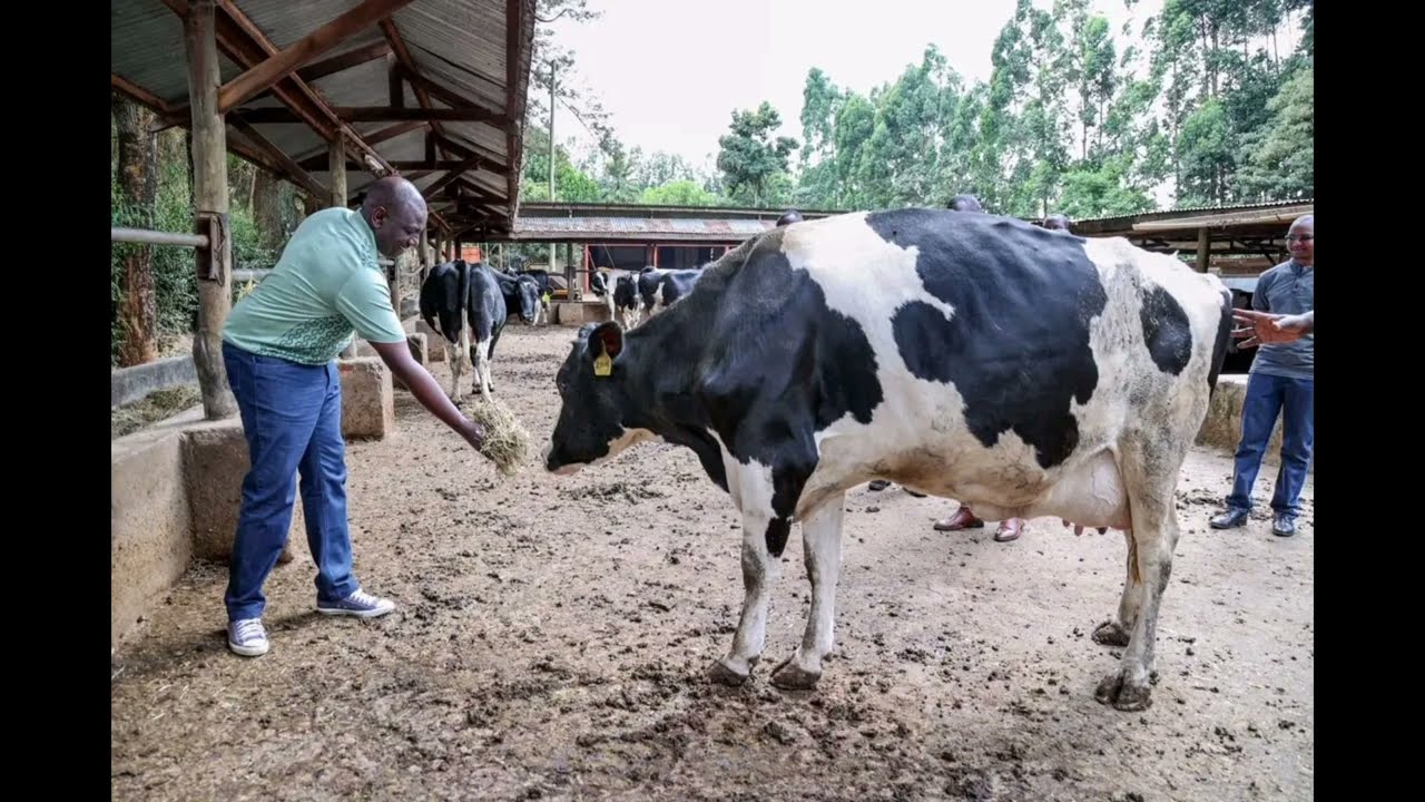 PRESIDENT RUTO TOURS HIS FARM IN KILGORIS, NAROK. @MutembeiTV @HermanManyora