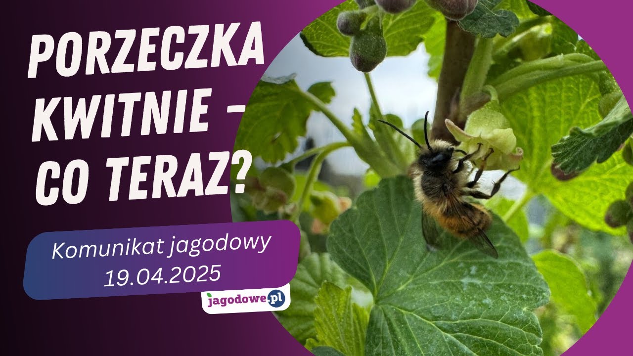 Porzeczka kwitnie - co teraz? Komunikat jagodowy 19.04.2025