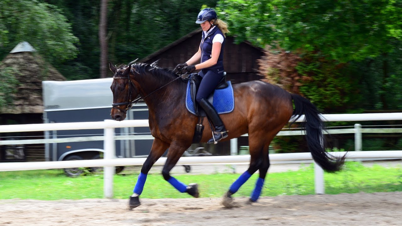 Horse rears up and refuse to leave the yard - Calming training for sport horse