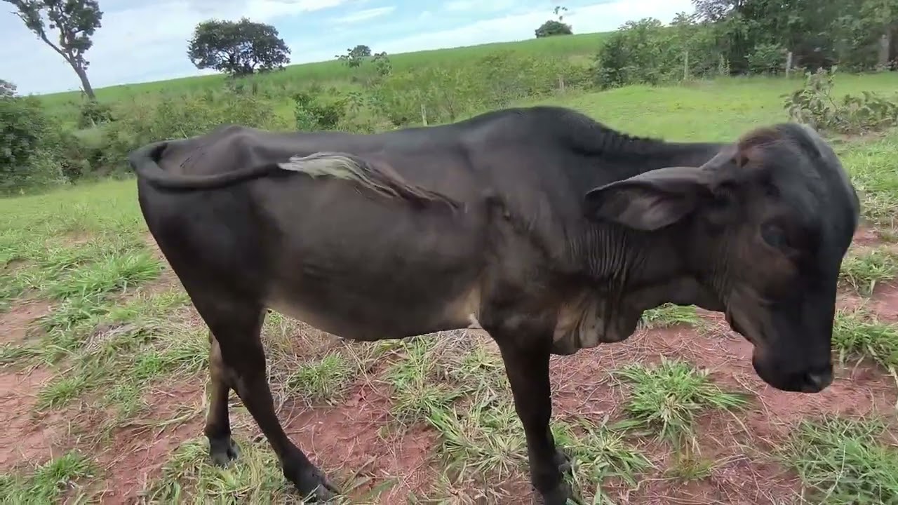 tratando  das vaca 