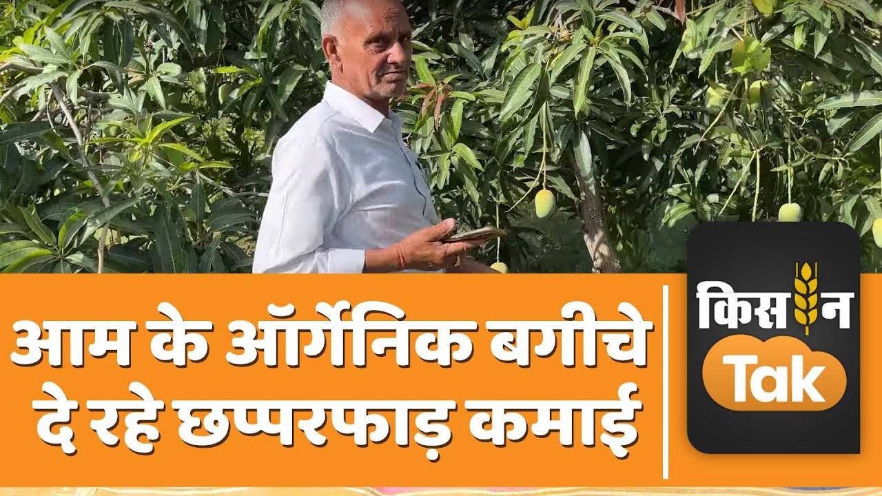 Mango Organic Farm: जूनागढ़ से मंगवाए थे केसर आम के पौधे, बगीचे से सालाना 40 लाख की कमाई | Kisan Tak