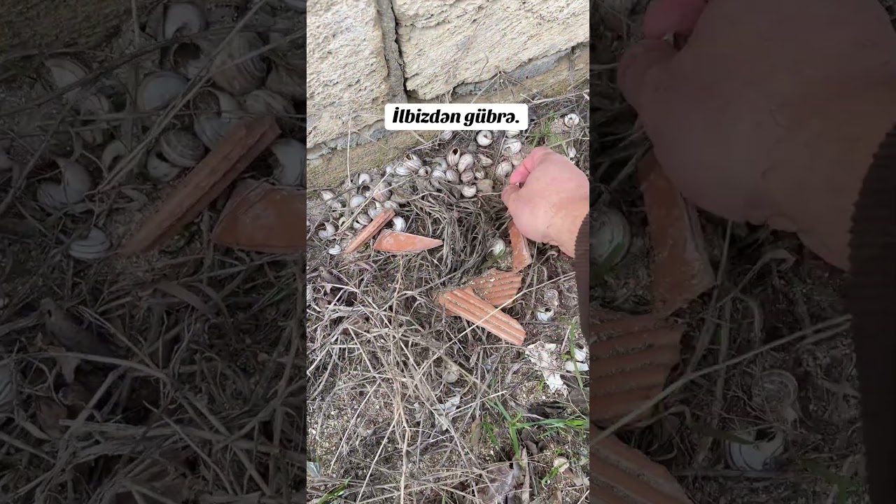 İlbizdən gübrə. #bagban #garden #gardening #automobile