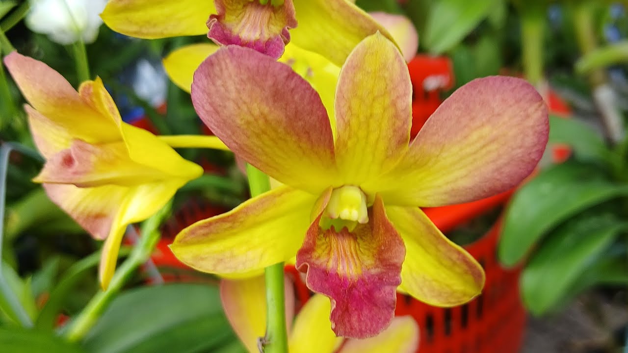 thuần than chơi tết giá rẻ nhất lh0949.069.727