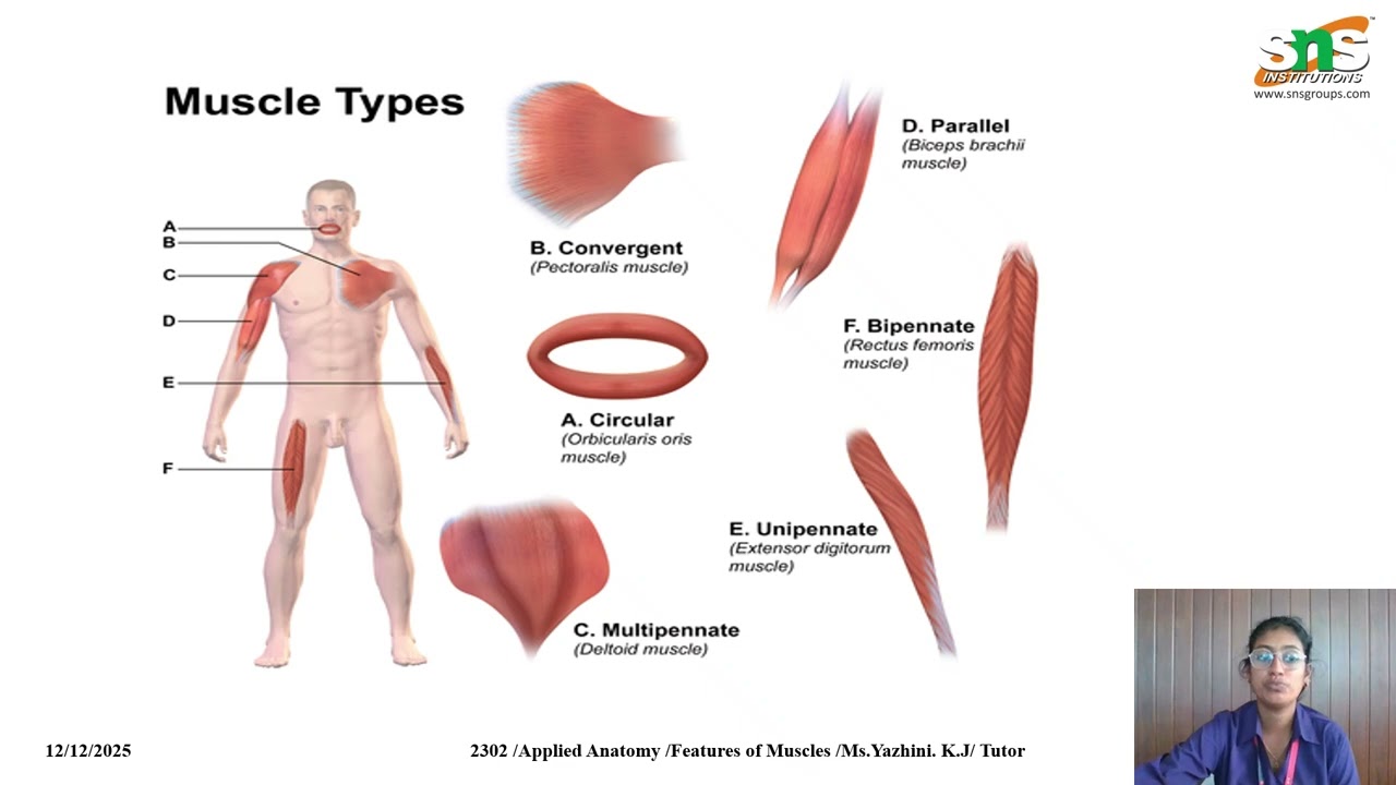 Lecture Video/ features of Muscles/applied anatomy/Ms Yazhini/SNS college of nursing 