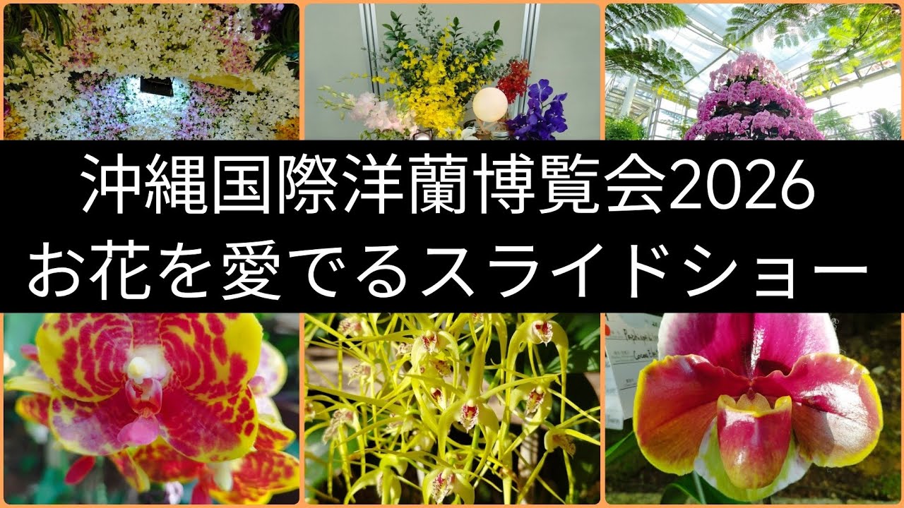 沖縄国際洋蘭博覧会2026 お花を愛でるスライドショー