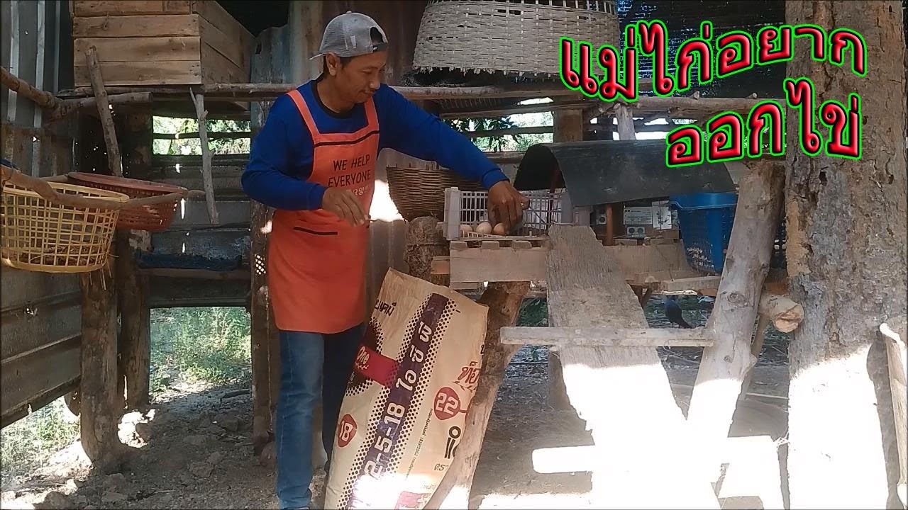 แม่ไก่ร้องอยากออกไข่ เราต้องเตรียมจัดการรัง
