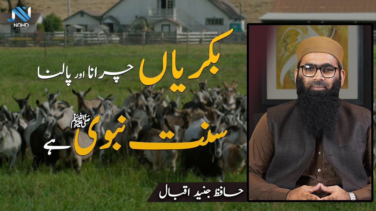 بکریاں چرانا اور پالنا سنت نبوی ﷺ ہے | حافظ جنید اقبال | نھد سٹوڈیو