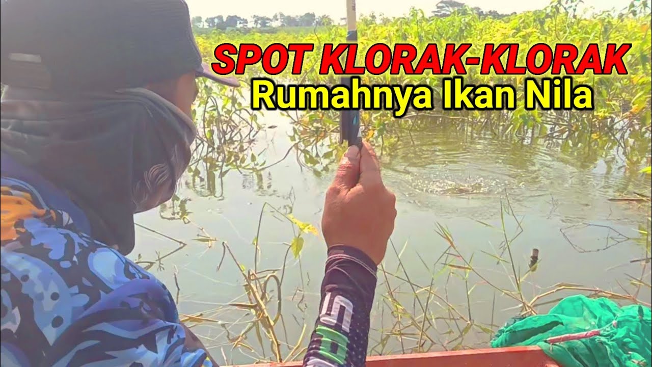 Spot Mancing Liaran Paling Disukai Ikan Nila Babon‼️Bisa disebut juga Spot Klorak-Klorak