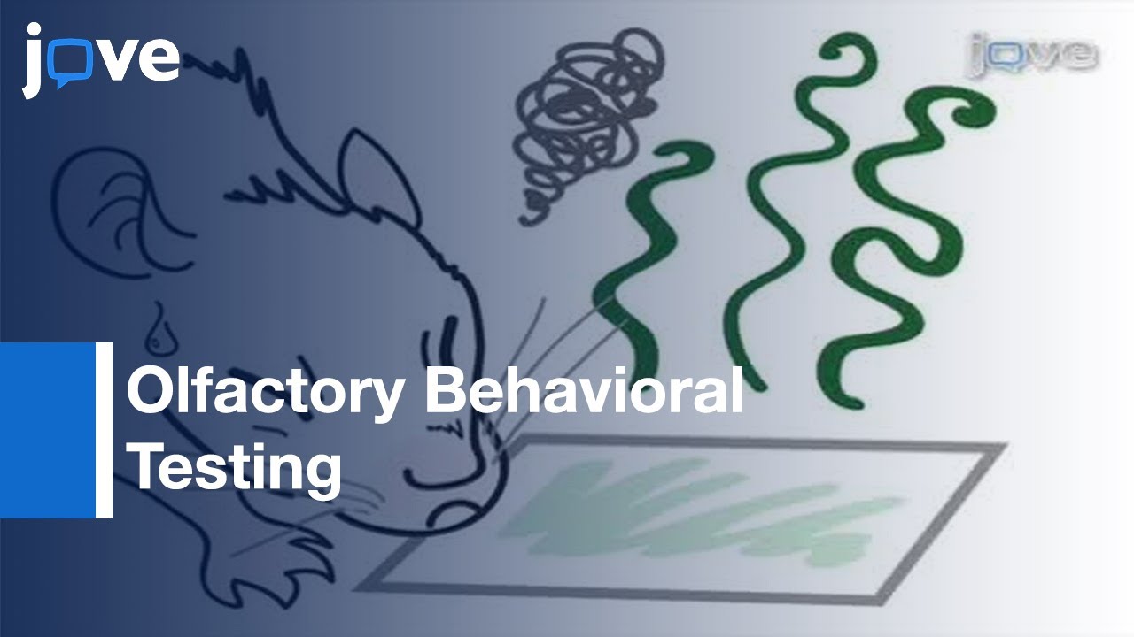 Olfactory Behavioral Testing In Adult Mouse l Protocol Preview