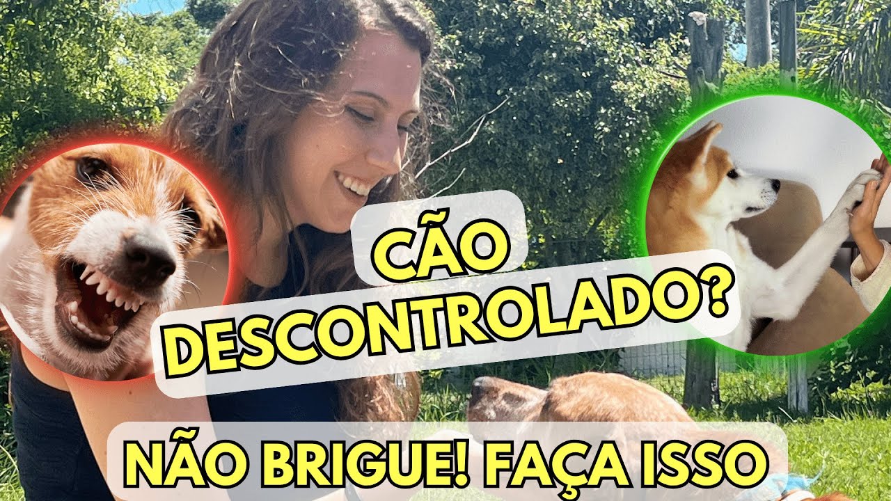 Como acabar com a reatividade do seu cachorro (sem punições e e brigas )