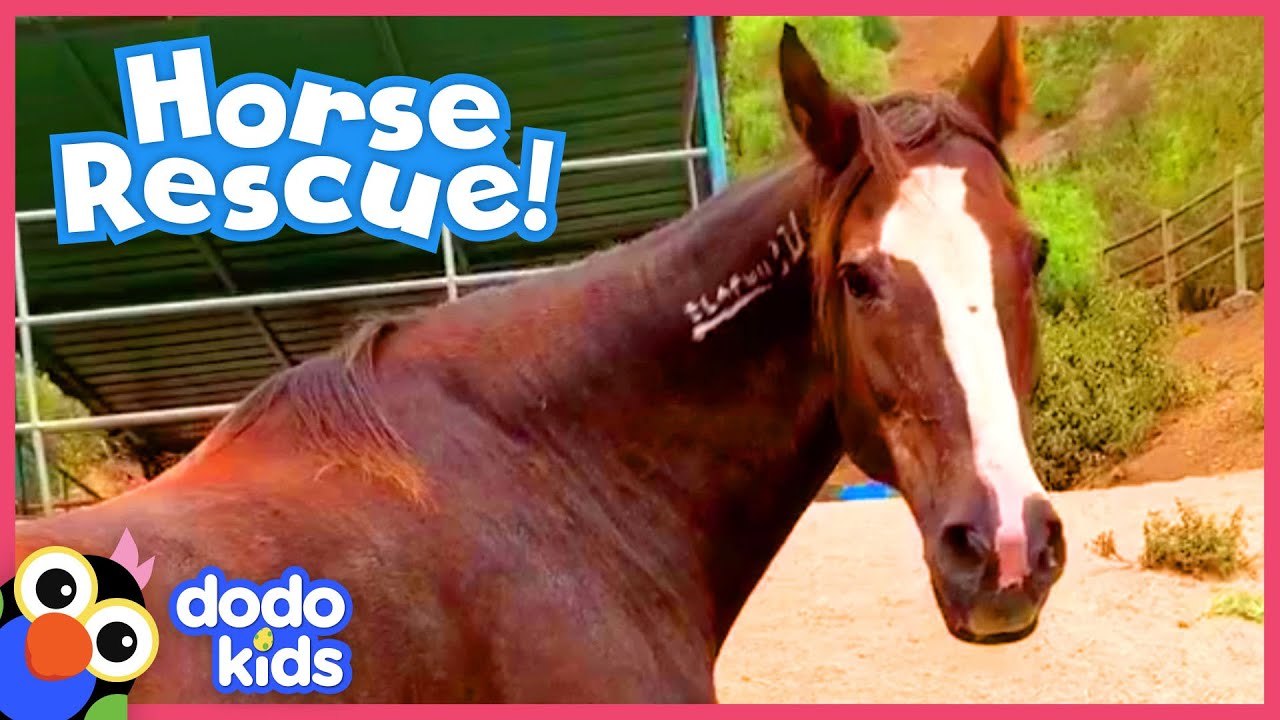 Brave Horse is Determined to Run Again | Animal Videos For Kids | Dodo Kids