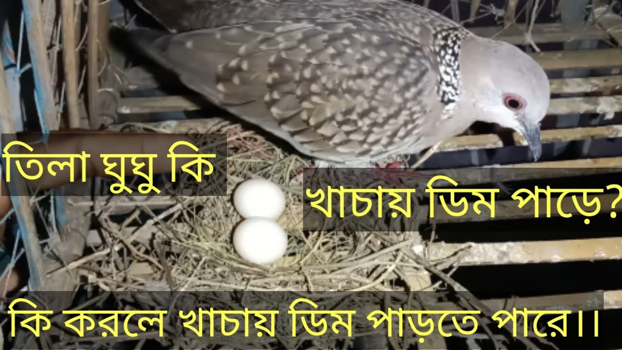 তিলা ঘুঘু পাখি  কি খাচায় ডিম পাড়ে?।।। কি করলে ঘুঘু পাখি খাচায় ডিম পাড়ে?।।।ঘুঘু।।। My DoveDove।।।dove