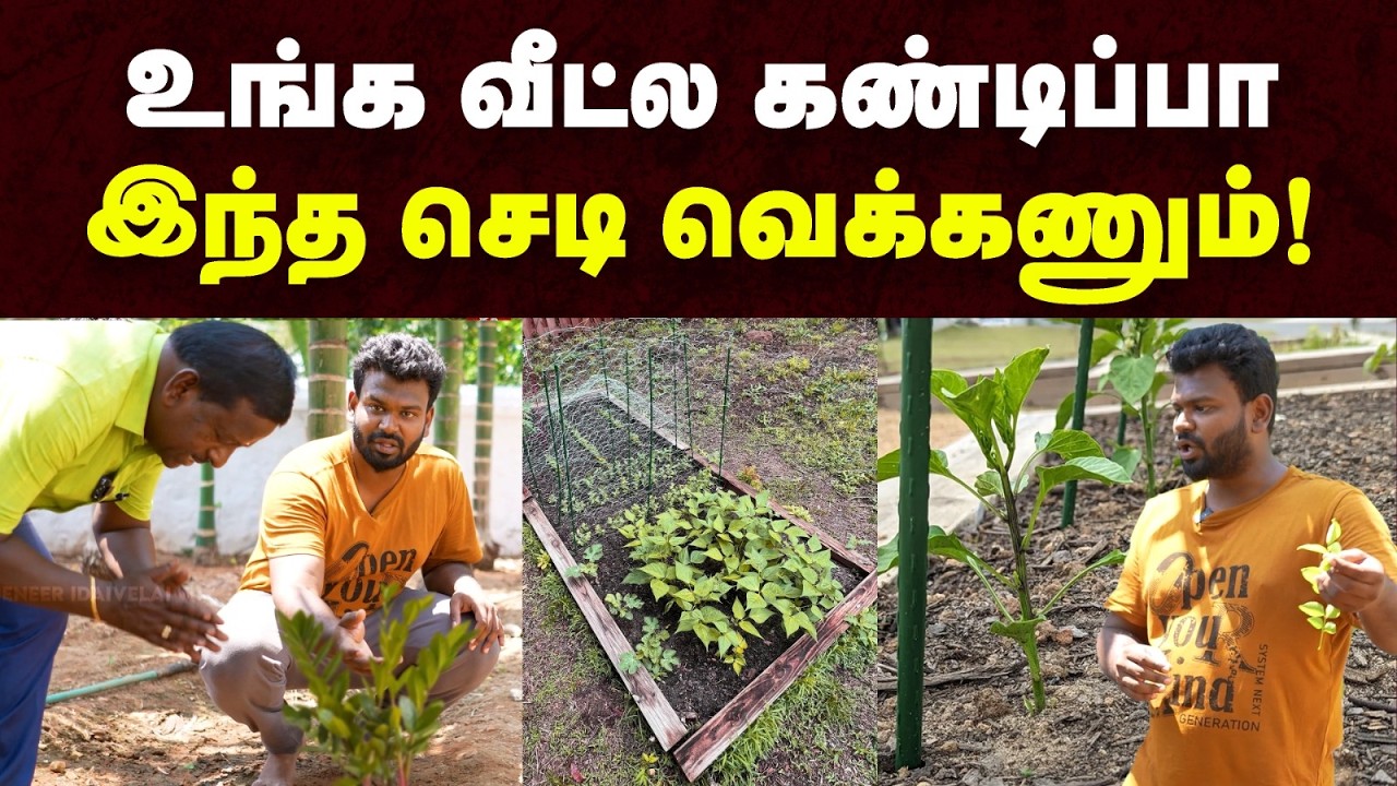 உங்க வீட்டை சொர்க்கமாக மாற்றலாம்😍 | வீட்டிலேயே பழத்தோட்டம் வைப்பது இப்படித்தான் | Home Garden