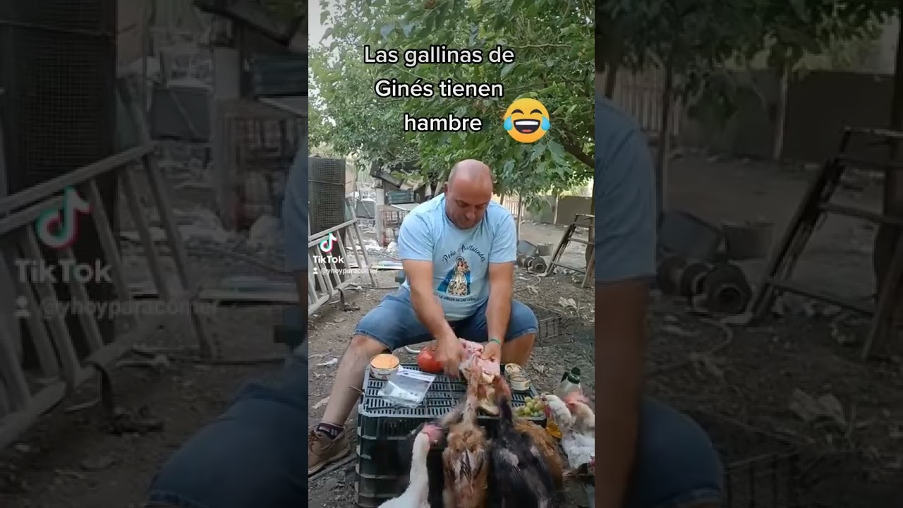 Las gallinas no dejan a Gines hacer el bocadillo #bocadillo #gallinas #humor #gines