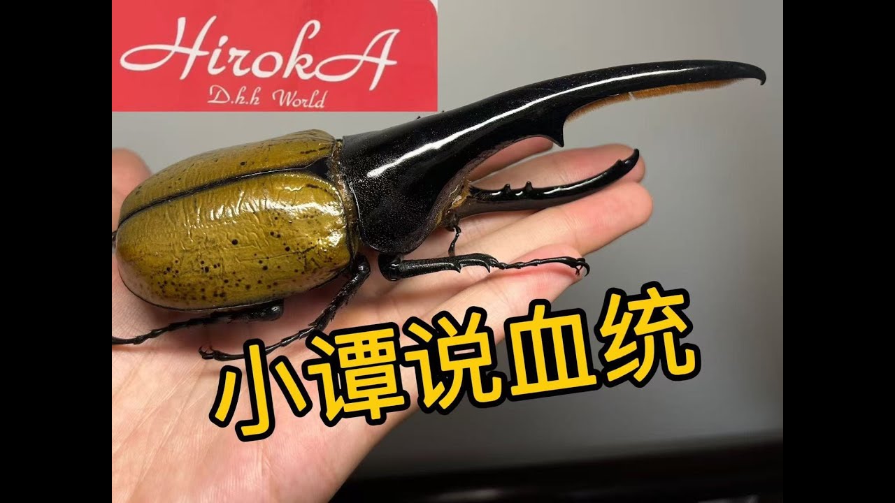 河野HirokA长戟大兜全血统讲解！【小谭说血统】