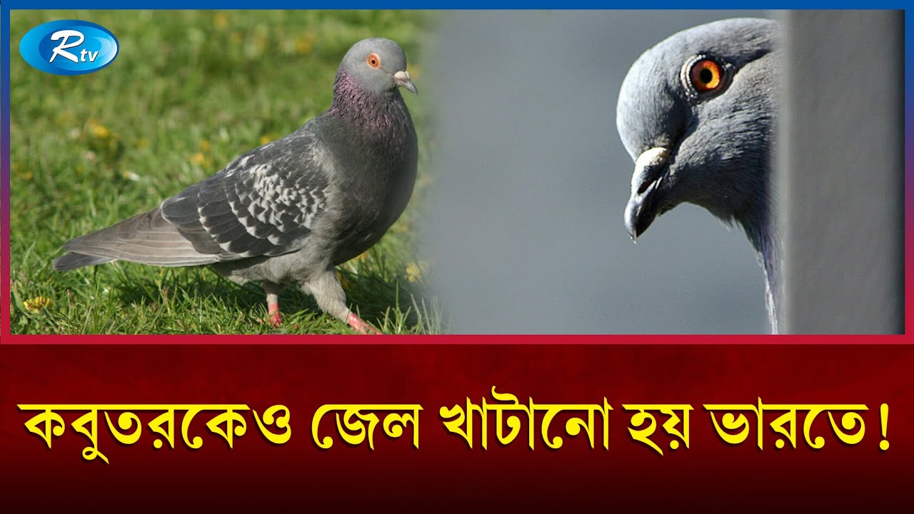 কেন আট মাস জেল খাটলো কবুতর? | Spy pigeon | Rtv News