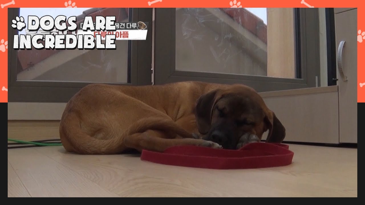I just want Daru to be happy and get along with people (Dogs are incredible) | KBS WORLD TV 210106