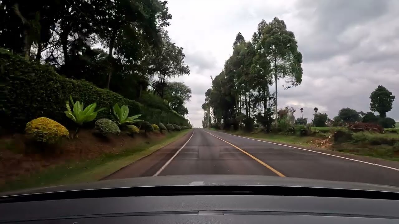 Tea-rific Drive: Unveiling the Kiambu Road Tea Farm