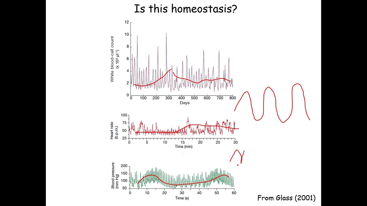 Lecture 17 Movement Variability Video