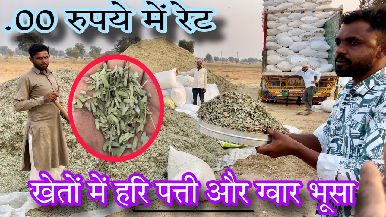 हरी पत्ती ग्वार का भूसा खेतों से आपके बकरी फ़ार्म पर hari Patti goat feed price।