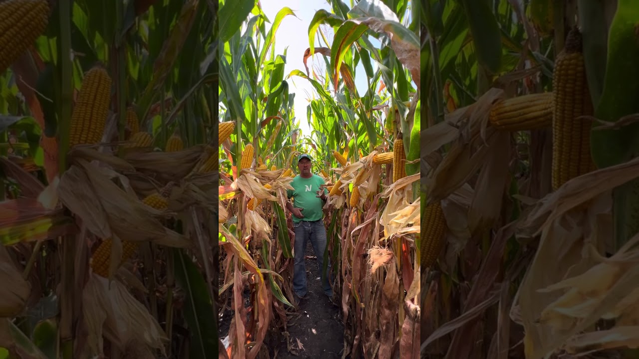 Loveland’s RootZone Carbon with BlackMax22 and N-Finity managing low rates of NH3 trial. 