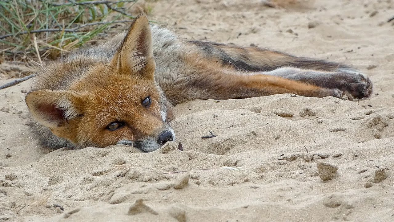Foxes are the best.!!!.Warning!!! Cutefactor..200%