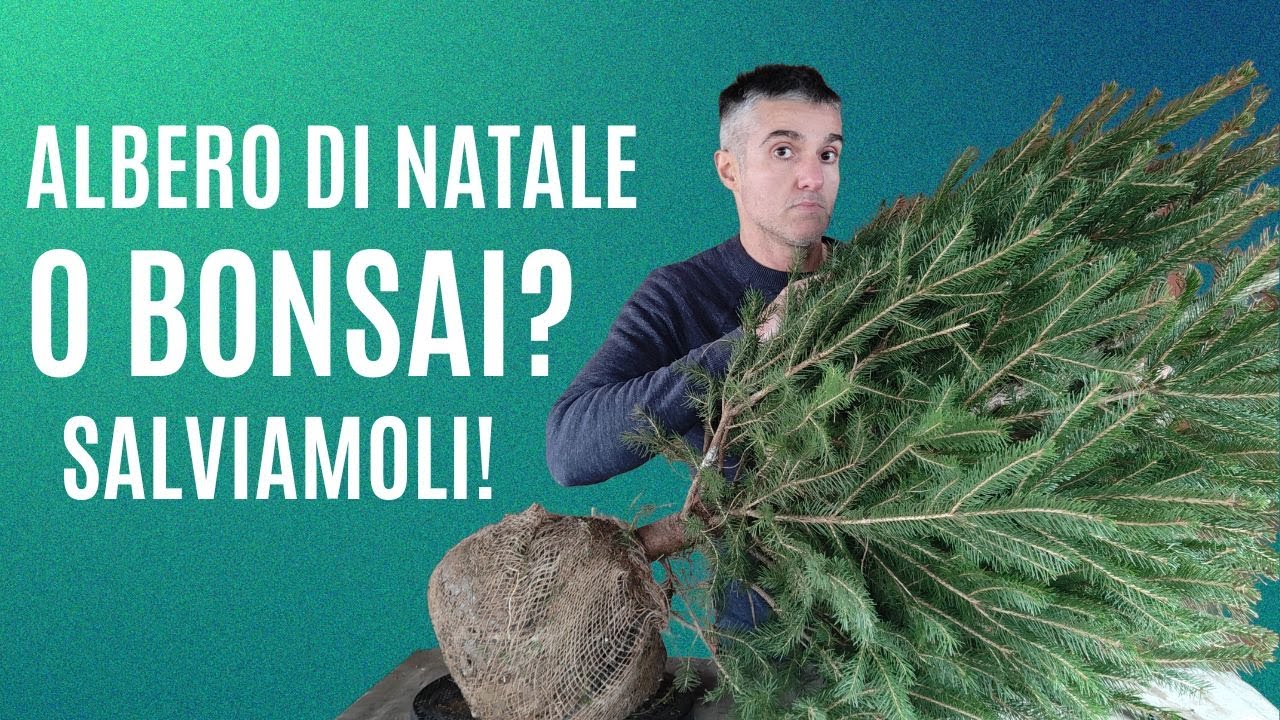 COME FARE un BONSAI da un ABETE ROSSO, recupero periodo natalizio