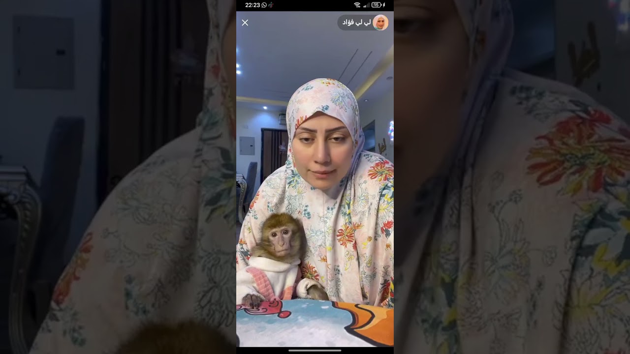لايف ام دونا و شاكيرا القردة