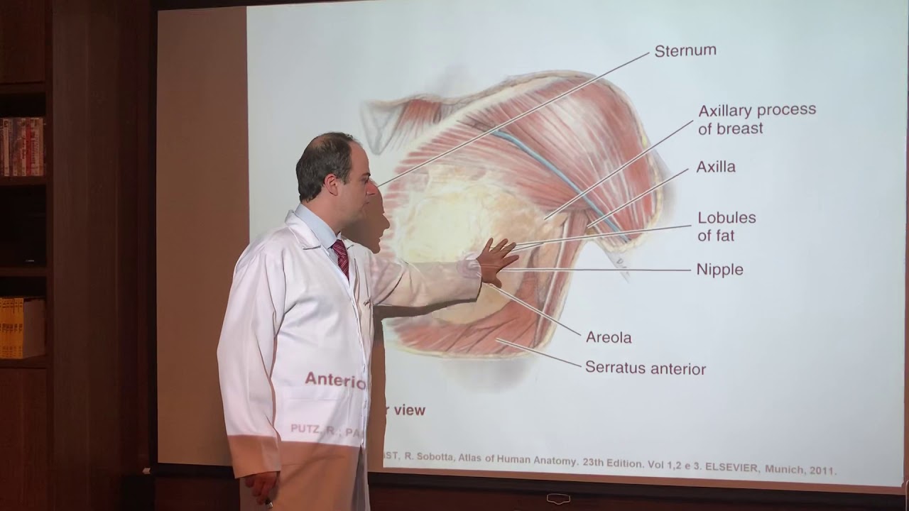 Anatomia da Mama