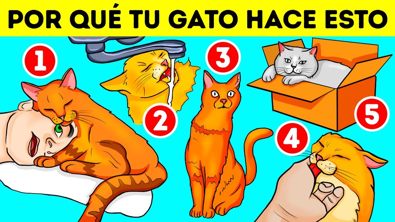 Esta es la razón por la que tu gato ama los grifos y las cajas