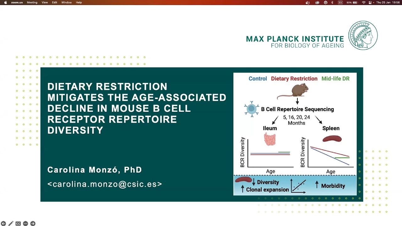 Dietary Restriction Mitigates the Age-Associated Decline in Mouse BCR Repertoire Diversity