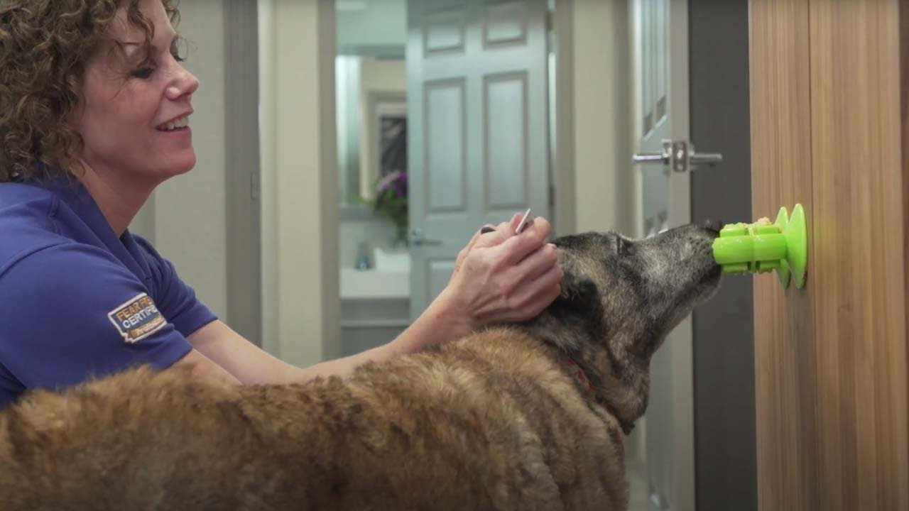 How To Make Ear Cleaning Fear Free for Your Pet
