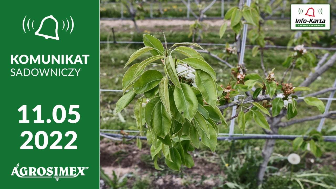 Końcówka kwitnienia gruszy - polecane zabiegi - komunikat sadowniczy Agrosimex