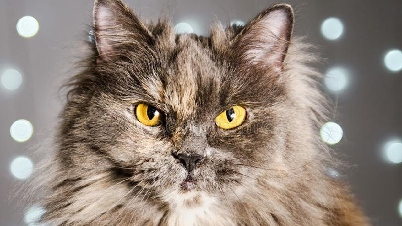 CRAZY CATS FUNNY VIDEOS COMPILATION 2020 Part 1 Cute Cats