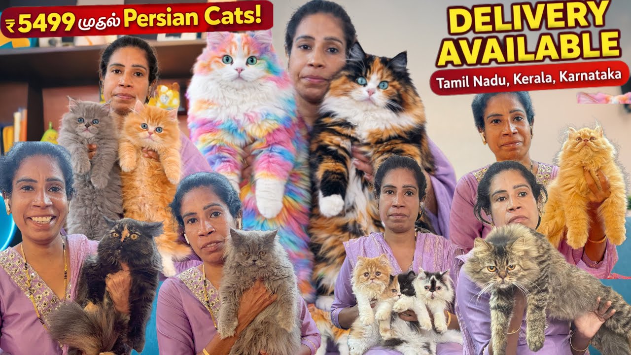 ₹5499 முதல் persian பூனை குட்டிகள் 😺🐾| Home Delivery Available📦 Tamil Nadu|Kerala|Karnataka 