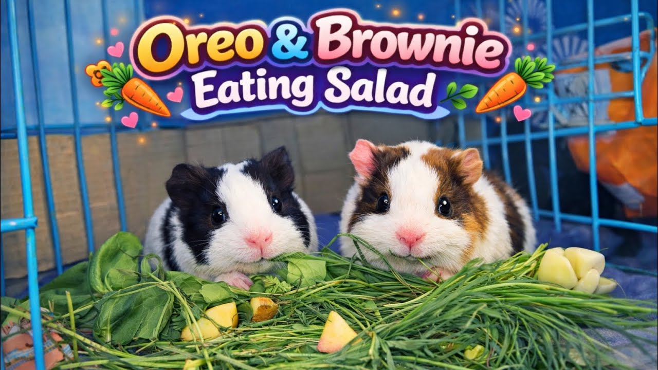 Oreo & Brownie Eating Fresh Grass 🌿🐹 | Cute & Relaxing! ♥️