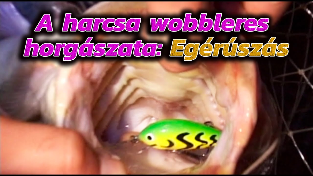 A harcsa wobbleres horgászata - Egérúszáson- Pocokúszáson