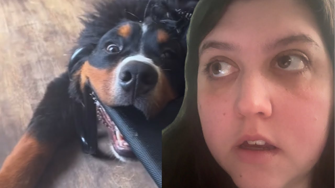 Reacting to Hilarious Dogs & Cats (TikTok Edition)