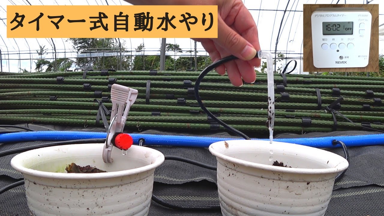 【自作・簡単】タイマー式自動水やり器つくり「4990円」【養液土耕栽培への道②】 Making an automatic irrigation system】