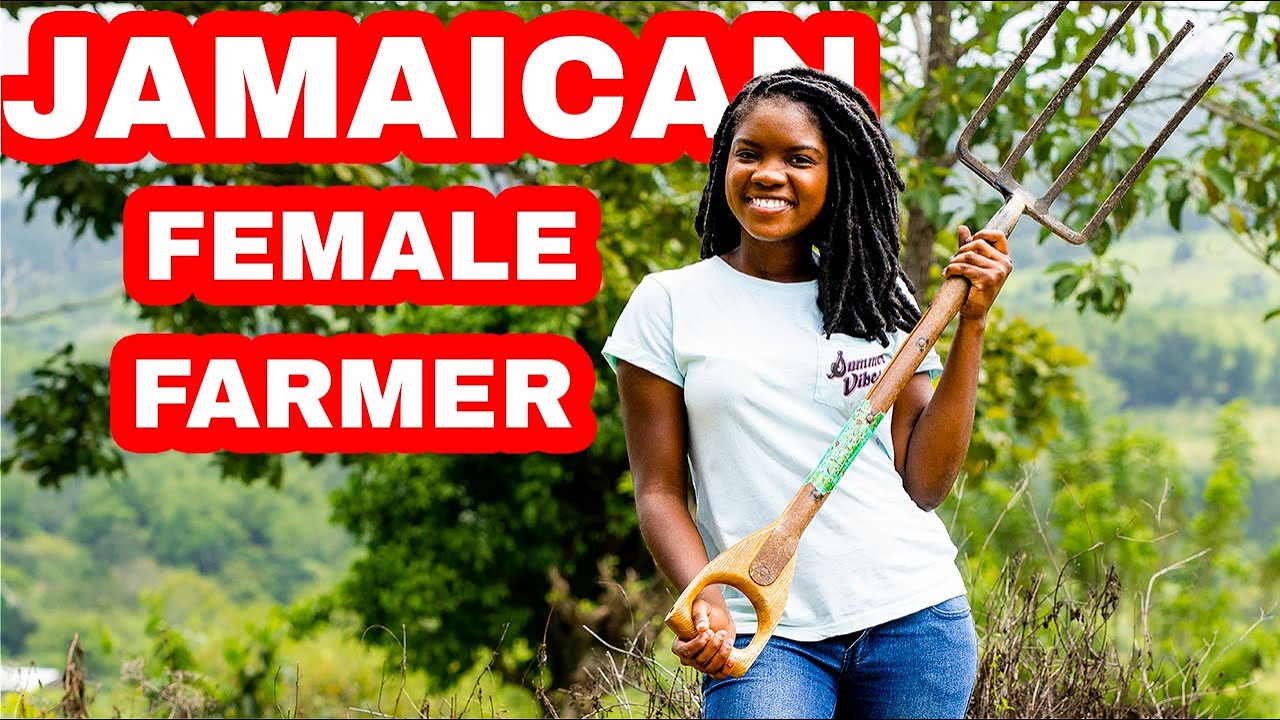 FARMING IN RURAL ST.CATHERINE JAMAICA